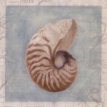 Framed Shells I