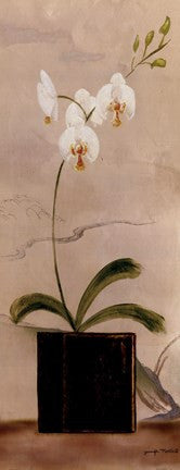 Asian Orchid II