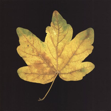 Yellow Maple