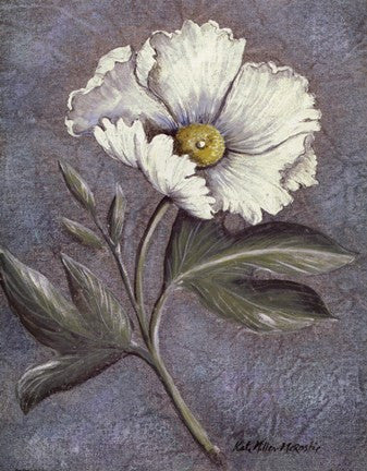 White Poppy