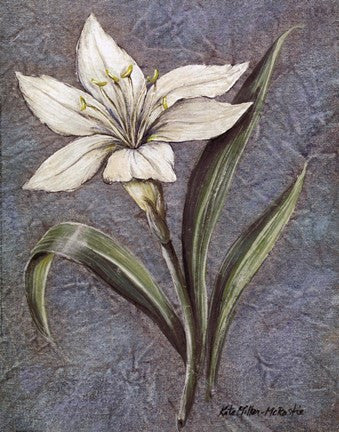 White Lilly