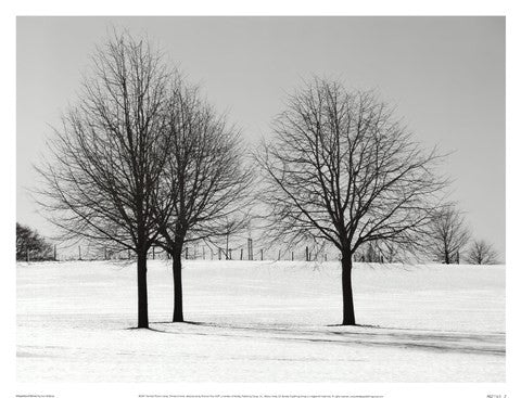 Silhouettes Of Winter I