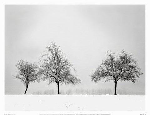 Silhouettes Of Winter II