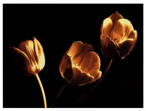 Tulip Trio