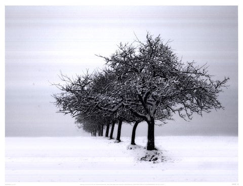 Winter Tree Line I