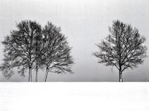 Winter Tree Line II