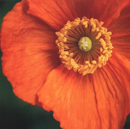 Orange Poppy