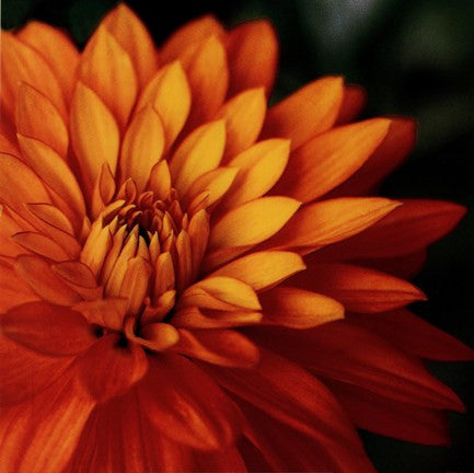 Orange Dahlia