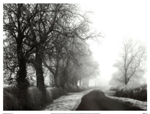 Misty Tree-Lined Road