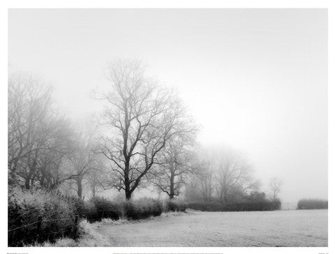 Misty Tree-Lined Field