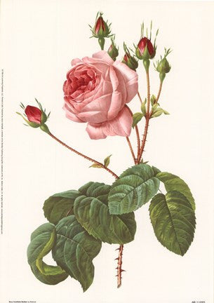 Rosa Centrifolia Bullata