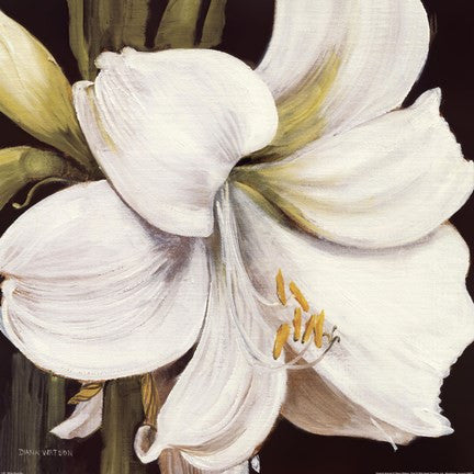 White Amaryllis