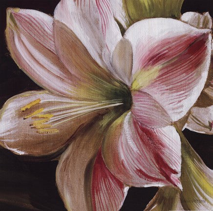 Pink Amaryllis