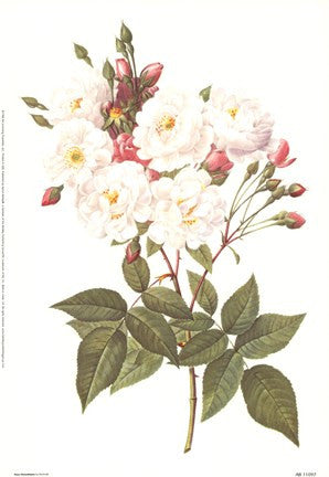 Rosa Noisettiana