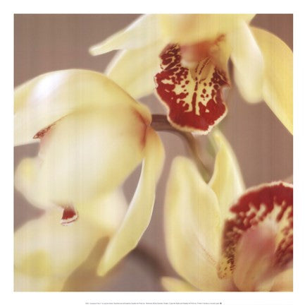 Cymbidium Flow II