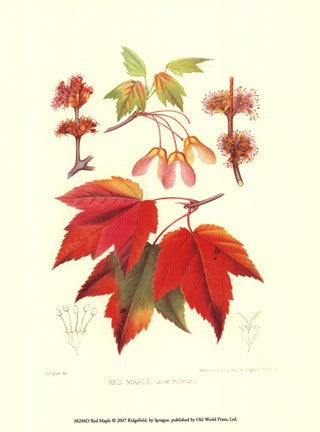 Red Maple