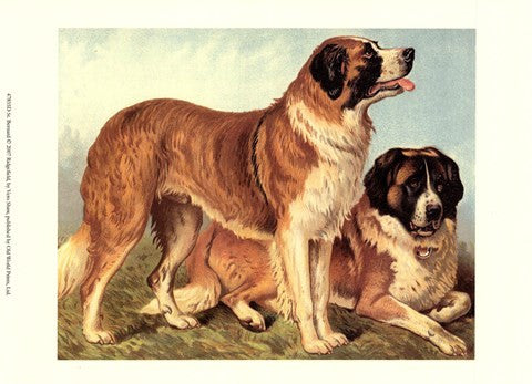 St Bernard