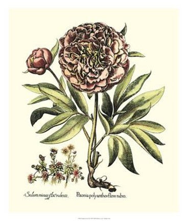 Framboise Floral III