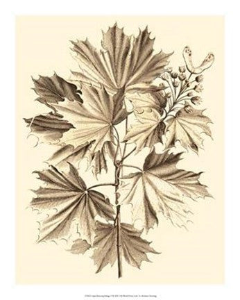 Sepia Munting Foliage V