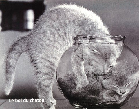 Le Bol Du Chaton