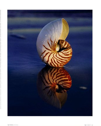 Tiger Nautilus