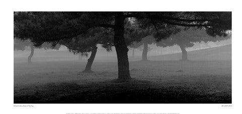 Trees In The Fog