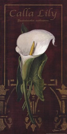 Calla Lily