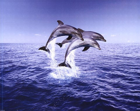 Dolphin Trio