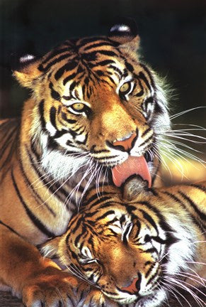 Tigers - Mother's Love