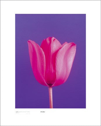 Tulip, Magenta On Deep Purple