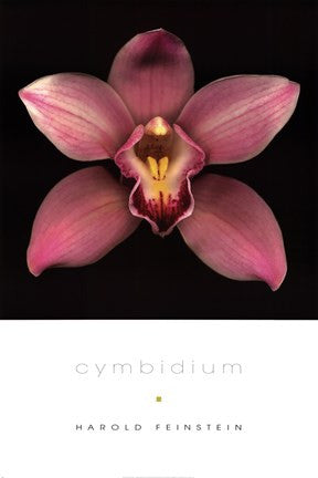 Cymbidium