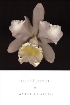 Cattleya