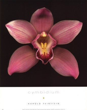 Cymbidium