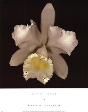 Cattleya