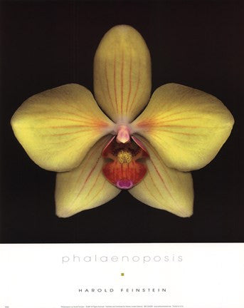 Phalaenopsis