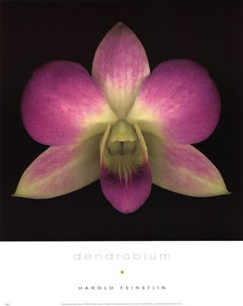 Dendrobium