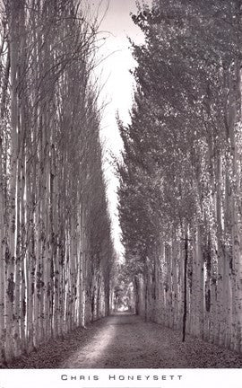 Poplars 2, Kashgar