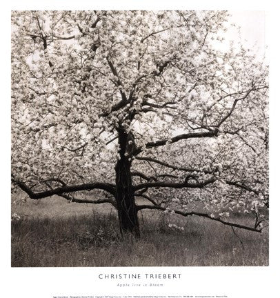 Apple Tree In Bloom