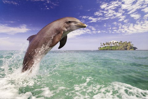 Dolphin Leaping