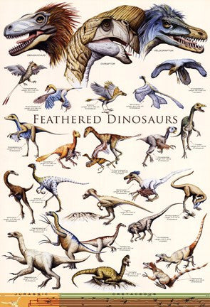 Feathered Dinosaurs II