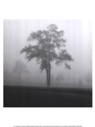 Fog Tree Study I