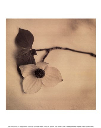 Sepia Dogwoods I