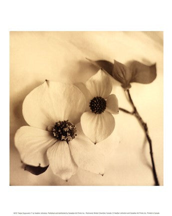 Sepia Dogwoods II