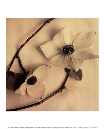 Sepia Dogwoods III