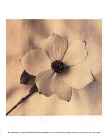 Sepia Dogwoods IV