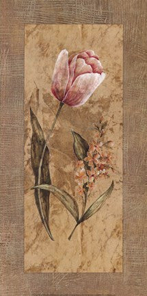 Antique Tulip