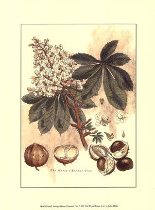 Small Antique Horse Chestnut Tree