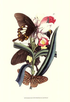 Butterflies and Flora I