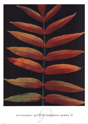 Staghorn Sumac II