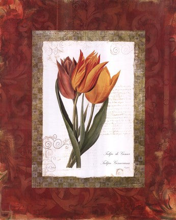 Tulip De Gesner